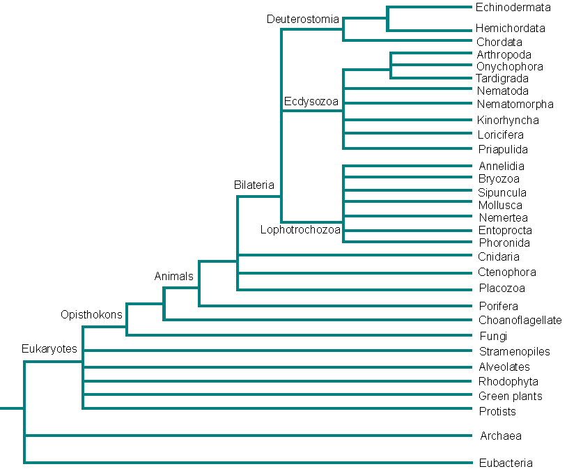 Phylogeny